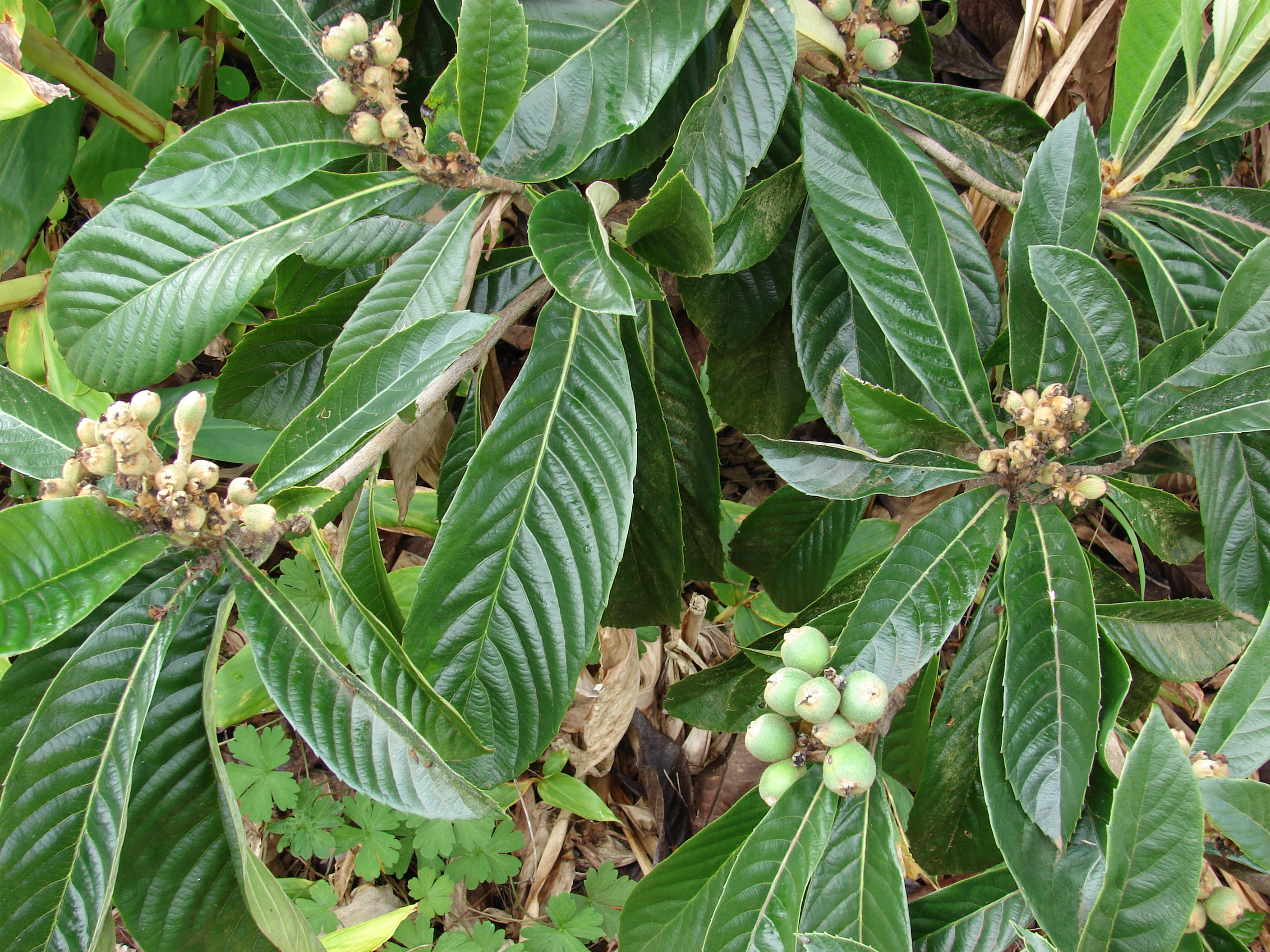 Loquat